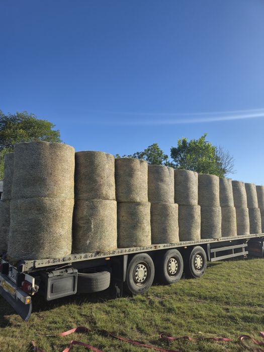 Siano dla KONI i BYDŁAw belach bele  125 CM