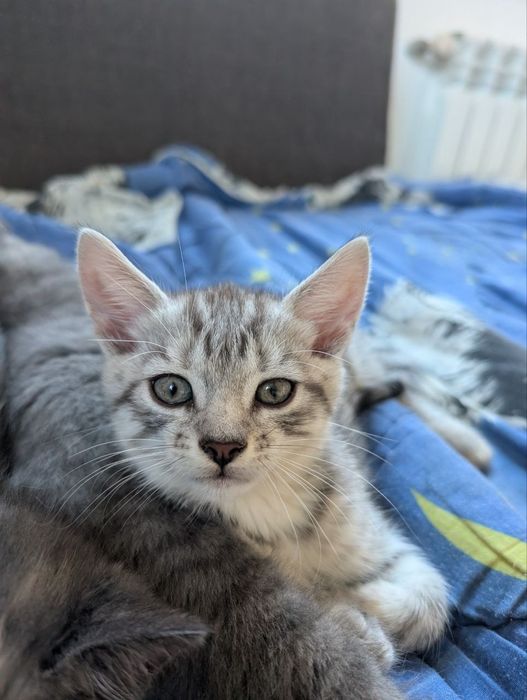 Віддаємо котусиків у добрі руки!