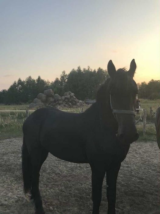 Piękna klacz rasy fryzjerski