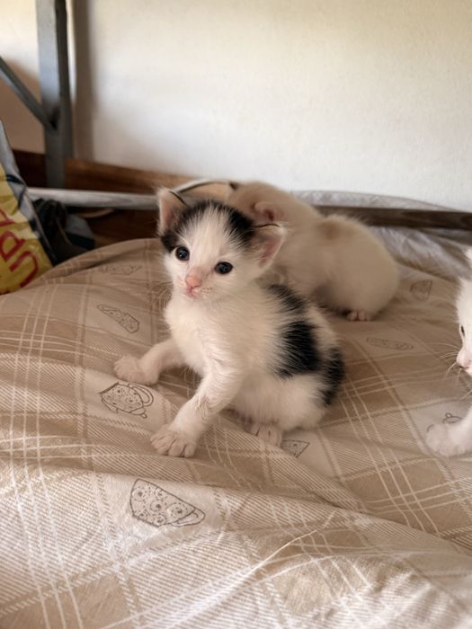 Gatinhos bebes para doar