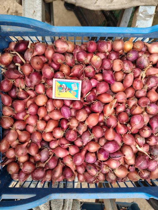 Цибуля сіянка тиканка Радар, Штуттгарт, Стурон, Чеботарський, Сноубол,