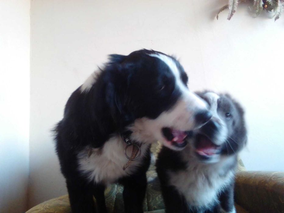 МАРМУРОВИЙ Бордер Колі 18 міс. хлопчик