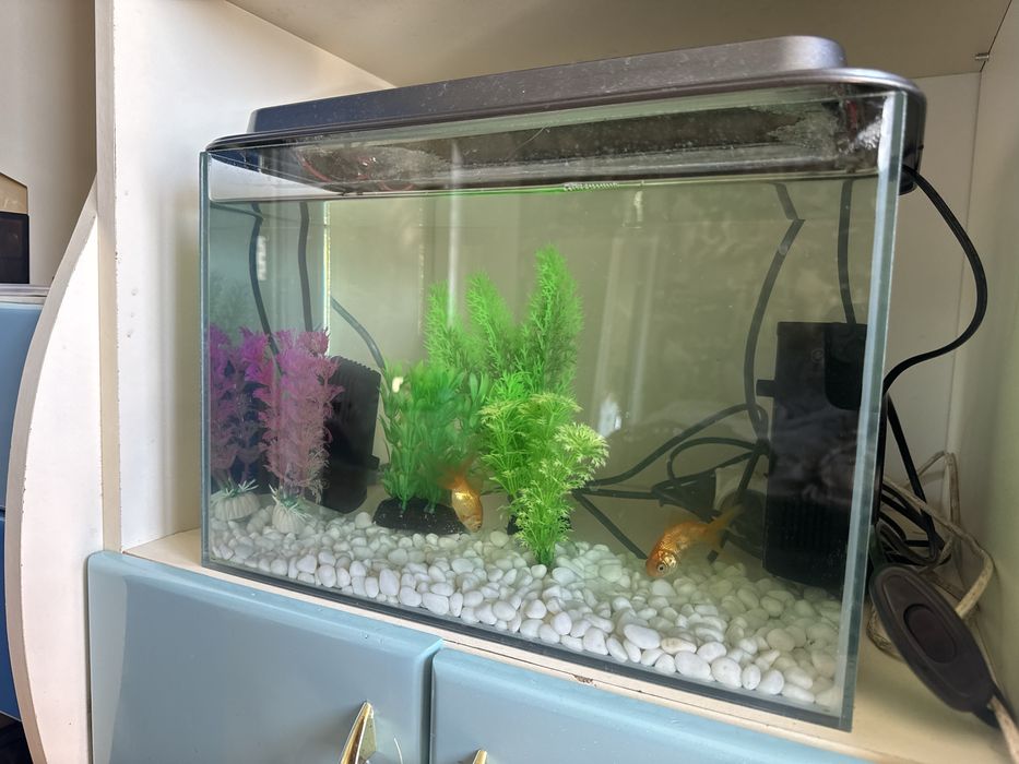 Акваріум доя рибок