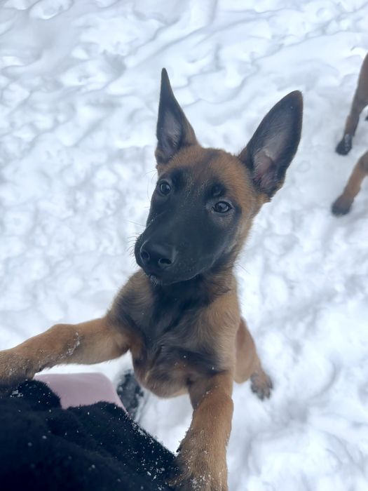 Цуценя Малінуа від чемпіонів України Бельгійська вівчарка
