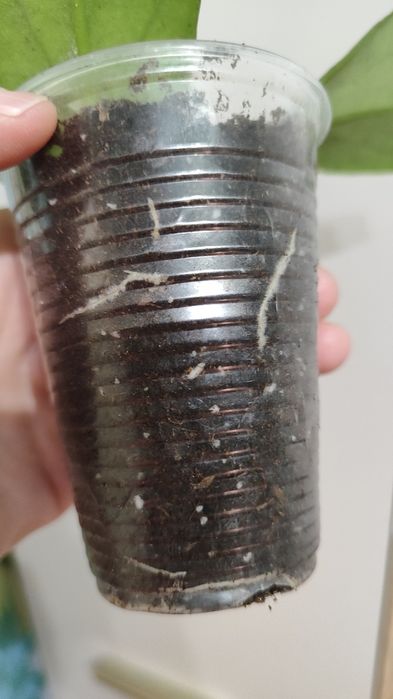 Хойя укорененная Golden Eye