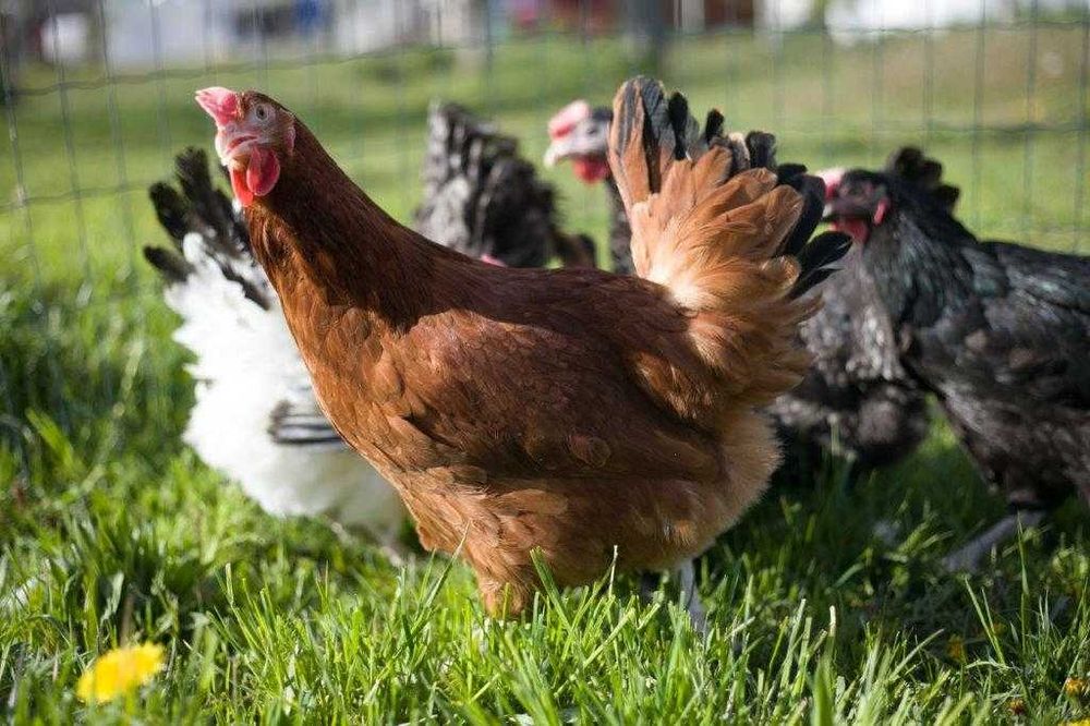 Kury kokoszki nioski Rosa kolorowa młoda transport na miejsce Gratis