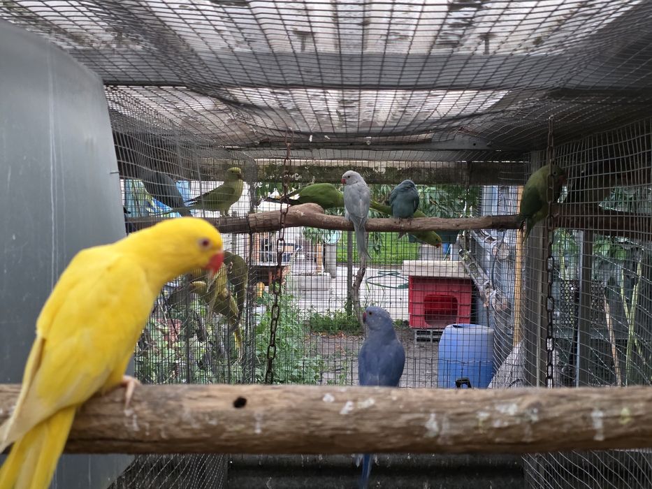 Ringnecks 2025/2026