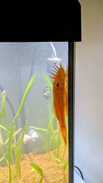 Zbrojnik czerwony - Ancistrus super red !!!Promocja!!!