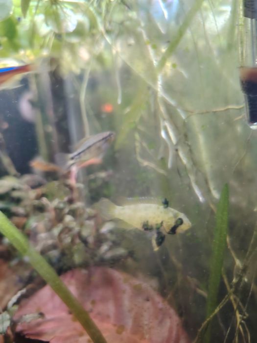 Apistogrammas panduro