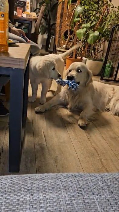 Piekna Suczka Golden Retriever FCI