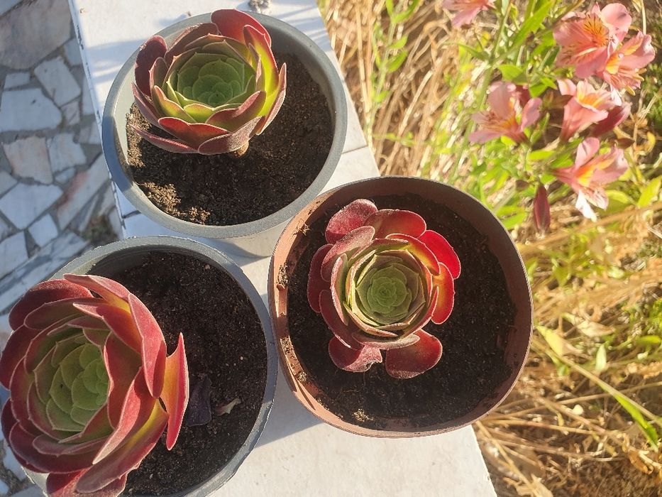 Planta natural com vaso a 1 euro cada