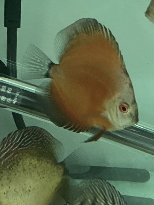 Discus juvenis mais de 5cm