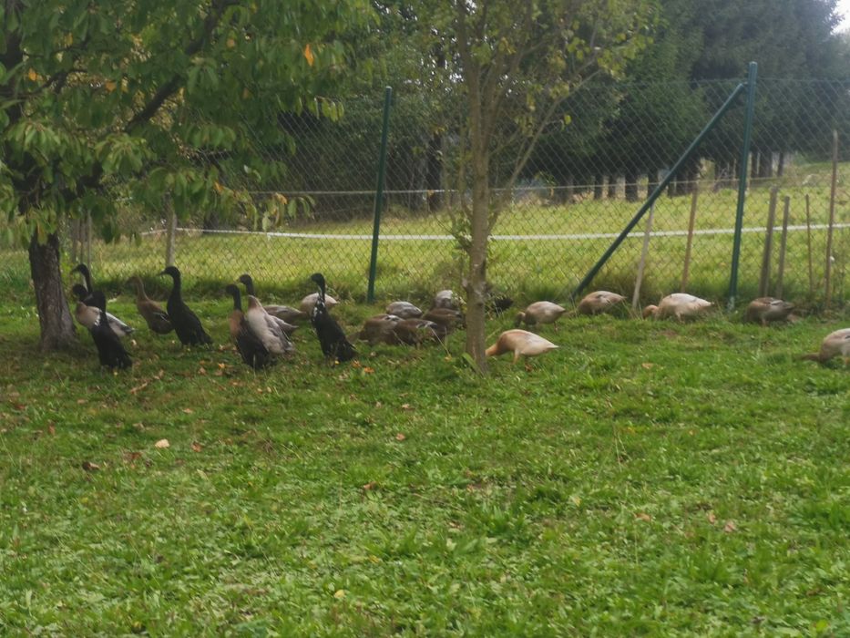 Sprzedam Kaczory biegusy