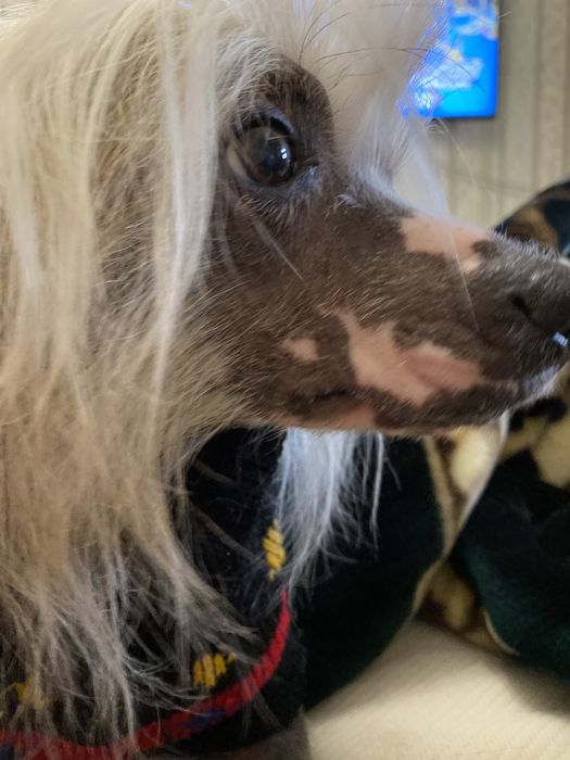 Кхс китайская хохлатая собака вязка