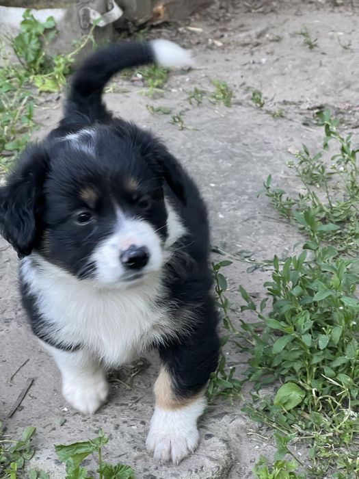Віддаємо в добрі руки цуценят