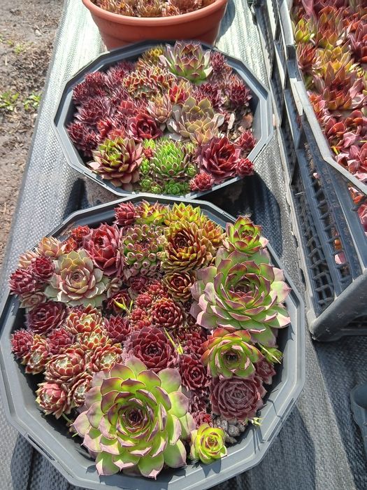 Кам'яна троянда, суккуленти, Молодило, заяча  капуста,#sempervivum