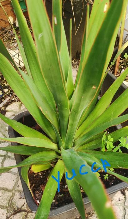 Yucca treculeana caniculata