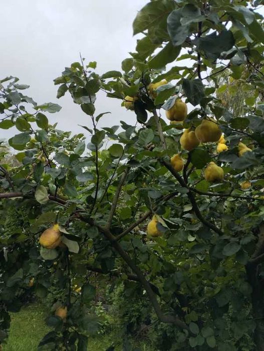 Sprzedam pigwę Zapraszam do zakupu.