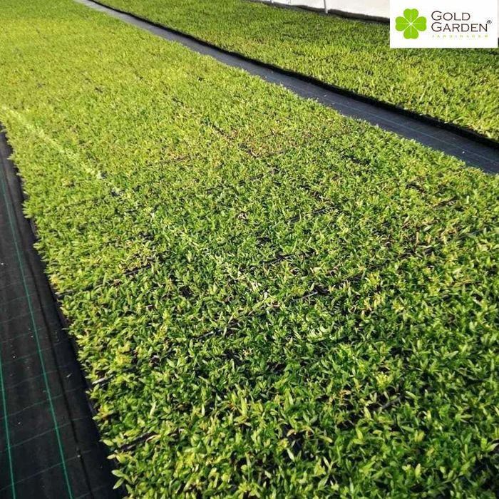 Relva Brasileira a Bom Preço