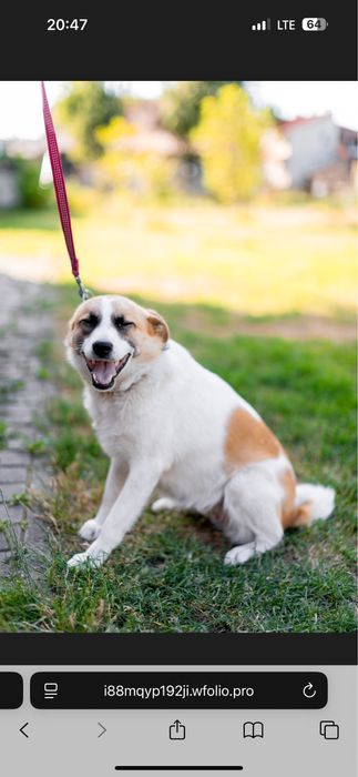 Прилаштовується собака