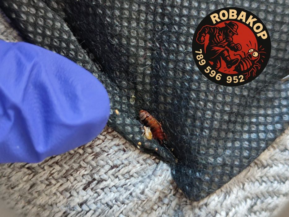 Odpluskwianie/Dezynsekcja/Osy/Szerszenie/Karaczany