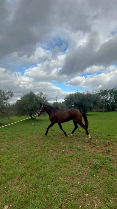 Egua cruzada lusitana