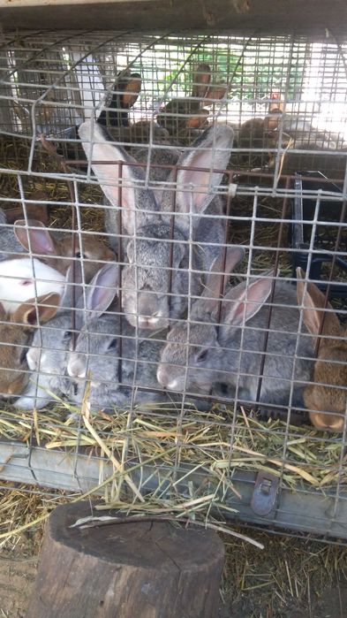 Крольчата смешанных пород