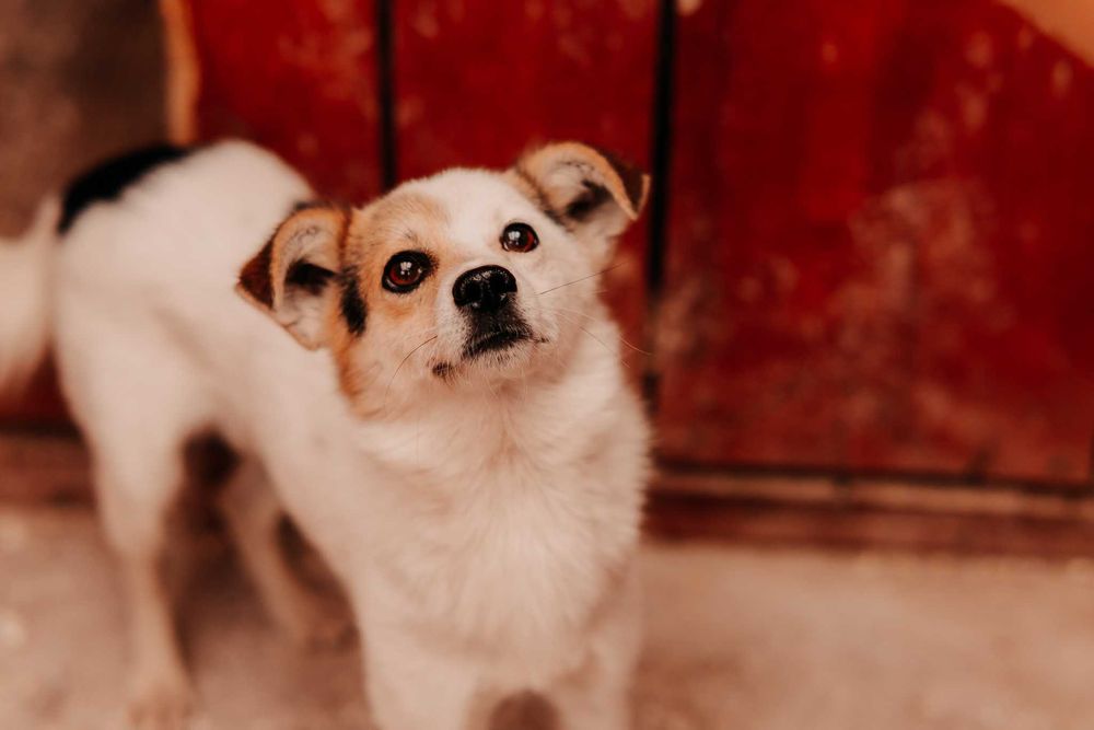 Uroczy Kajtek szuka domku