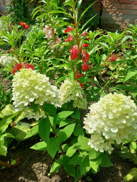 Волотиста  мітловидна гортензія