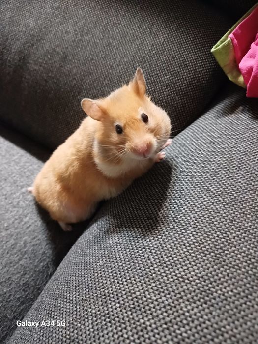 Oddam chomika syryjskiego