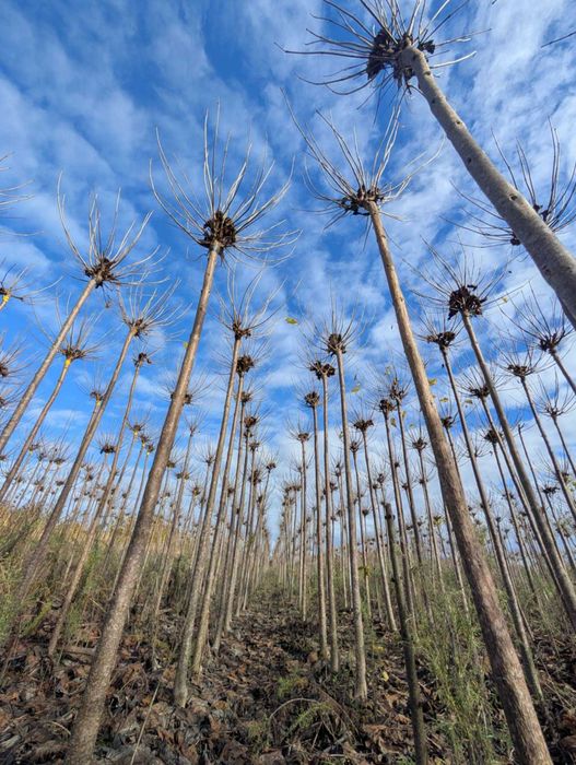 Catalpa Katalpa ,,nana'' wysokość 220cm 90zl obw12-14