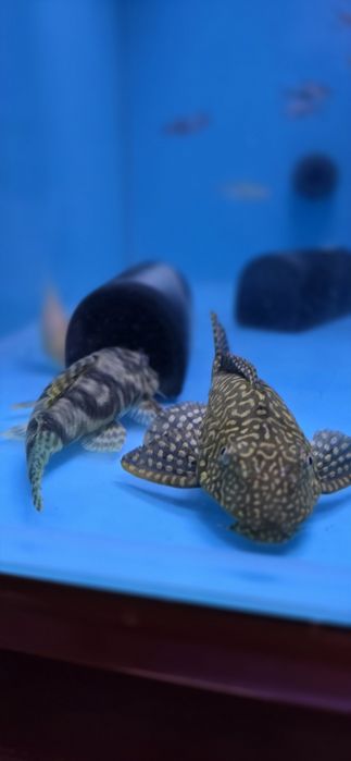 Pack 1 ancistro + 1 pleco