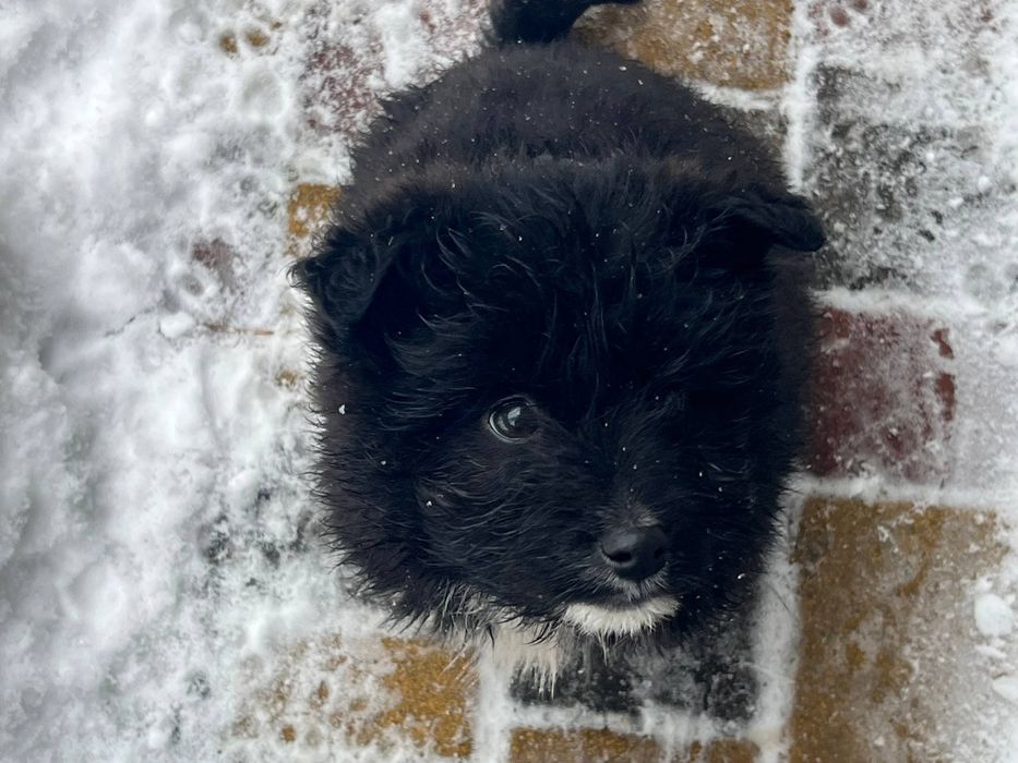 Цуценята хлопчики безкоштовно