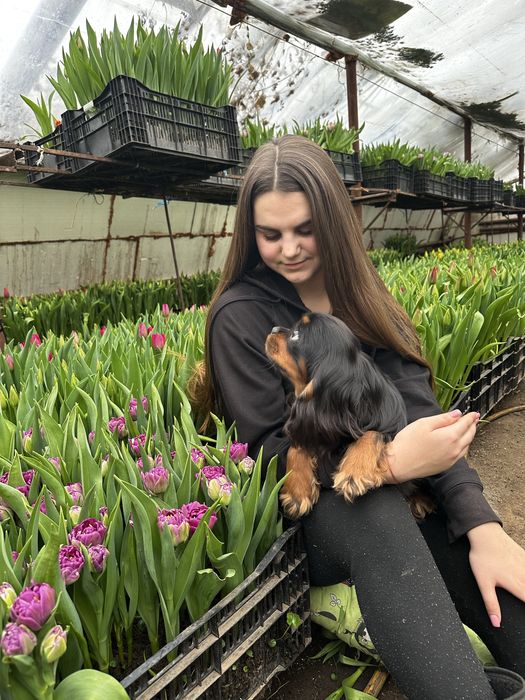 Кавалер Кінг Чарльз Спаніель-династія чемпіонів