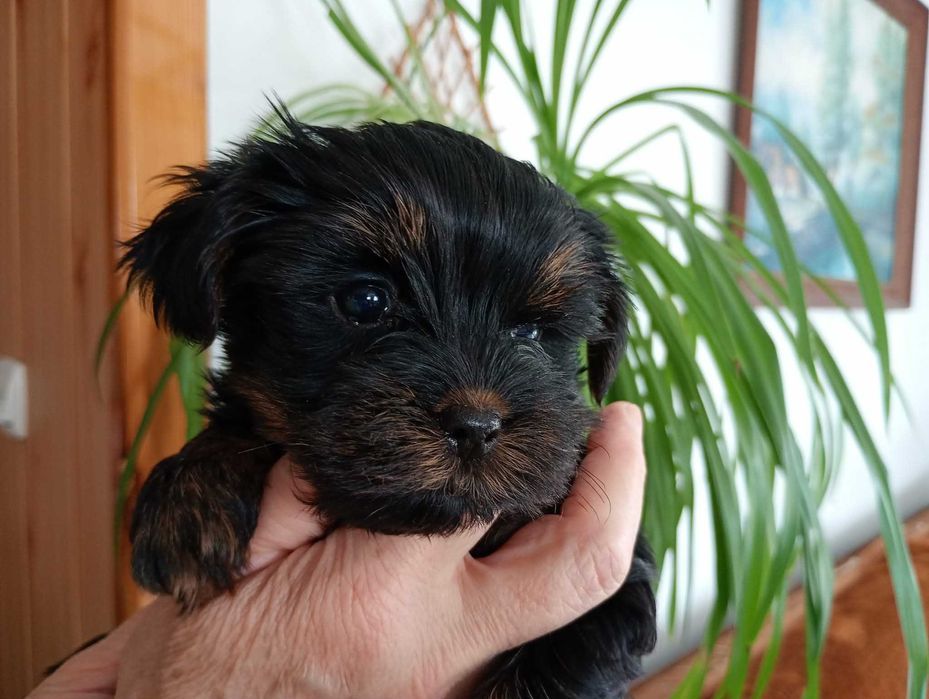 Yorkshire terrier RODOWÓD -PIESEK