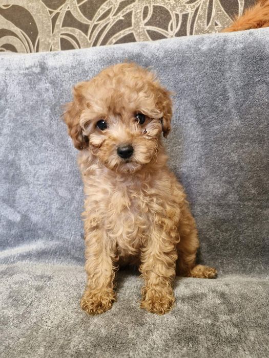 Хлопчики той пуделя