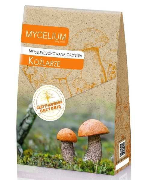 KOŹLARZE wyselekcjonowana grzybnia, duże opakowanie XXL