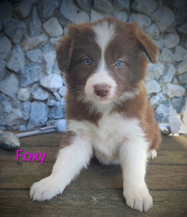 Border collie suczka czekoladowo biała przebadani rodzice