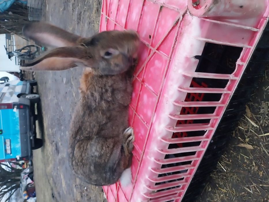 Króliki samce i samice piękne Króliki