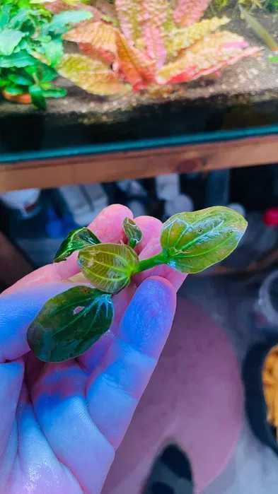 Planta Echinodorus iguazu 2009