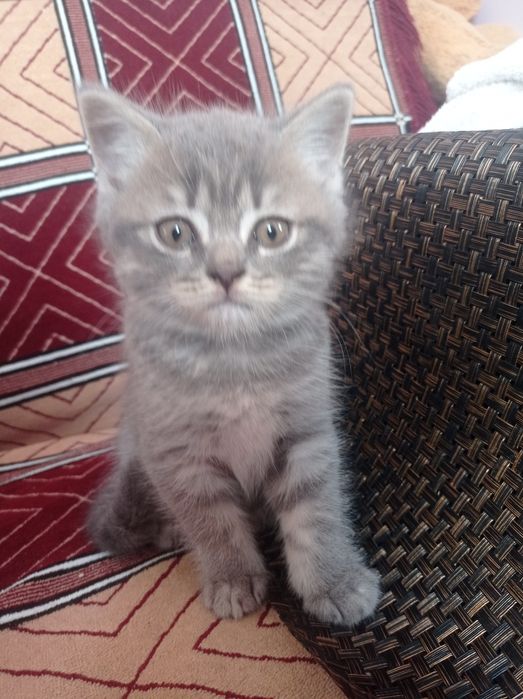 Шотландська киця