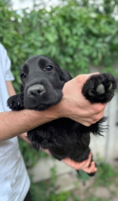 Cocker spaniel angielski Moris z  genem czekoladowym!