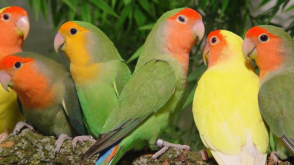 Sprzedam  młode papugi