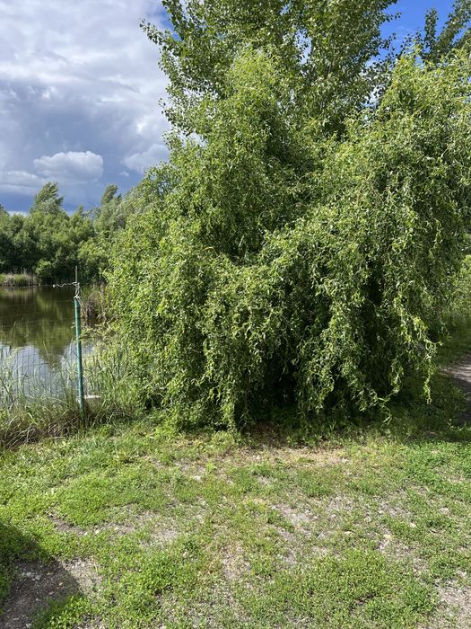 Здам кімнату ,Голосійвський р-н ,Віта Литовська