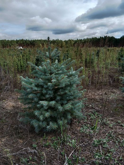 Świerk srebrny i pospolity formowane choinki hurt detal