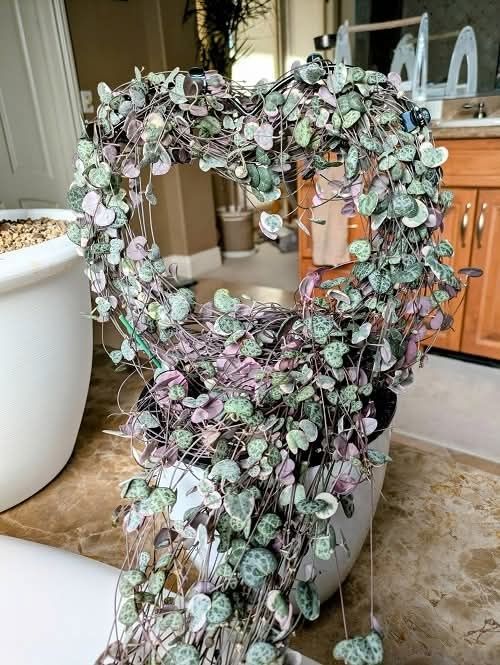 Вючі та ліаноподібні кімнатні рослини