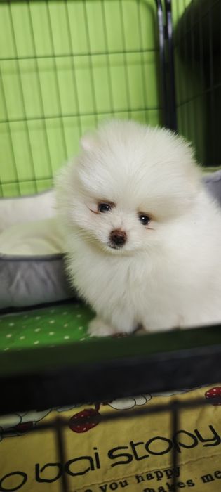 Szpic miniaturowy, pomeranian - biały piesek