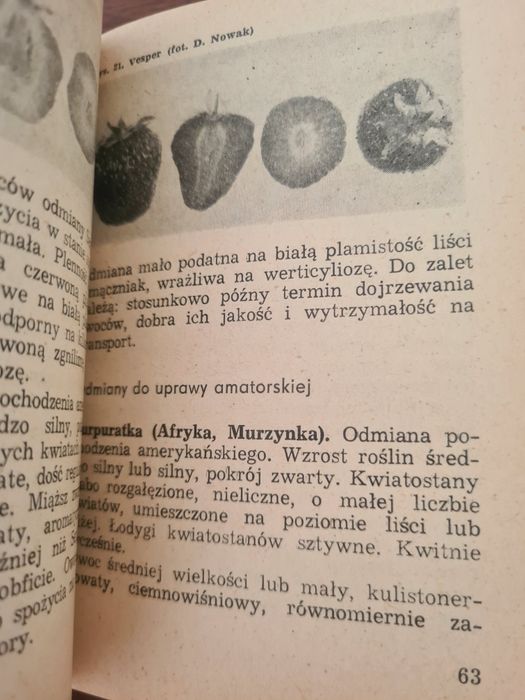 Truskawki i poziomki - Zofia Rebandel. Książka