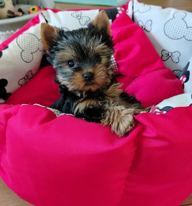 Suczka  York Yorkshire terrier