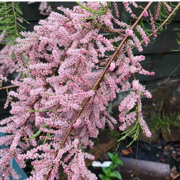 Тамарикс или бисерник